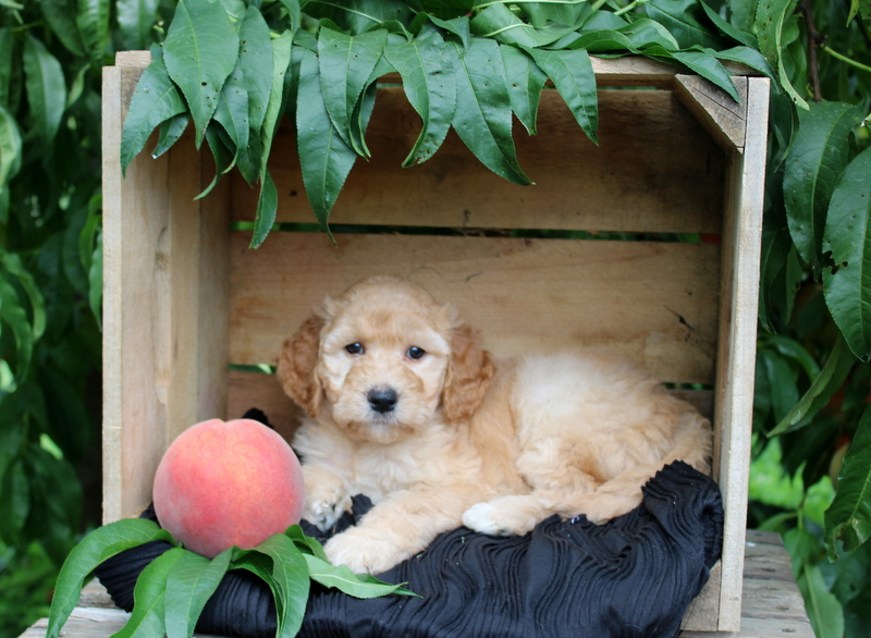 puppy, for, sale, Mini Goldendoodle F1, Matthew B. Stoltzfus, dog, breeder, Gap, PA, dog-breeder, puppy-for-sale, forsale, nearby, find, puppyfind, locator, puppylocator, aca